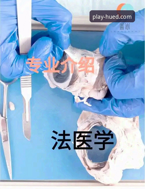虎德体育官方版使用指南：从下载到深度分析的全流程解析